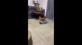 Chicken skillfully rides a hoverboard in Guangzhou, China
