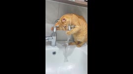 Playful cat enjoys water from faucet in Sichuan, China