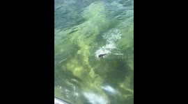 Animal resembling a lizard climbs boat in Paraty, Brazil
