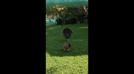 Peacock displays feathers to a chicken in China