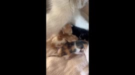 Surprise delivery: Cat mother births additional kitten two days after litter in China