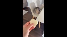 Cat's hilarious reaction to sniffing an onion in Washington, USA