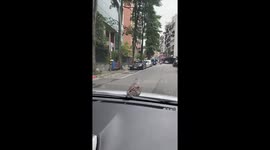 Bird sits on moving car's hood