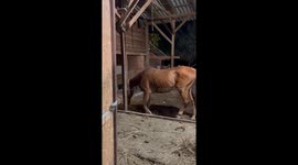 Horses tease each other in Verőce, Hungary