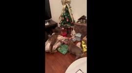 Dog excited for Christmas gifts in Montevideo