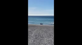 Two penguins running into the water on the shores of Falkland Islands