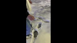 Mouse in the snow escapes in Astana, Kazakhstan