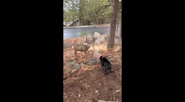 Pet pug's funny encounter with mule deer in Bend, Oregon, USA
