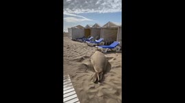 Elephant seal rests on beach in Mar del Plata, Buenos Aires, Argentina