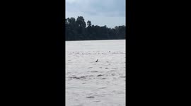 Suspected crocodile pretends to be someone drowning in Buntok, Central Kalimantan, Indonesia