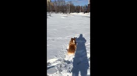 Corgi struggles to retrieve rope from snow in Heilongjiang, China