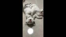 Sleeping cat unbothered by treat in Henan, China