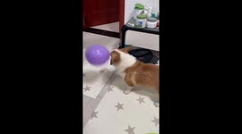 Corgi plays with balloon in Jiangxi province