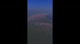 Stunning flock of flamingos spotted in Jaipur, India