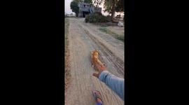 Dog startled and runs away in Bhiwani, India