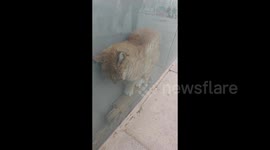 Kindhearted citizens rescue stray cat trapped in narrow glass crevice in China