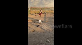 Genius duck plays dead to escape playful dog's pursuit