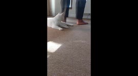 Cat interrupts prayer, narrowly avoids being sat on