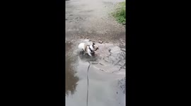 Paws & play: bulldog Steven's splashy adventure in the Ussuriysk puddle