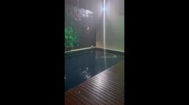 The cat did not calculate the jump and fell into the pool!