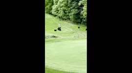 Bear cubs have fun playing with a golf flag on a golf course!