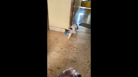 The cat comes with a cap on his face, as if it should be so!