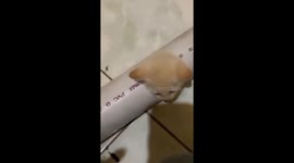 Kitten stuck in a pipe! Only his cute little face is visible!