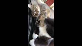 Cat massages another cat on the hood of a car