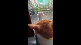 Cat named Bubu is arguing with the neighbor's cat through the window!