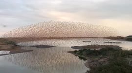Awesome Knot murmuration was filmed in Snettisham Nature Reserve!