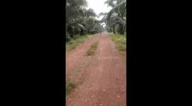 A wild boar suddenly attacked a guy on a scooter in Indonesia!
