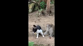 The monkey grabbed the cat by the leg and does not want to let go!