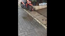 The cat stole food from the girl's kitchen and funny goes away!