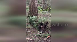 Wolverines enjoy the trees in their new habitat in Washington