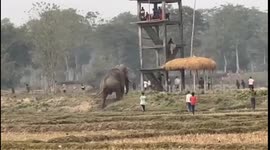 India: Wild elephants are getting aggressive due to chaos created by locals in West Bengal
