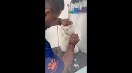 Cat looks on awkwardly as pet groomer trims her fur
