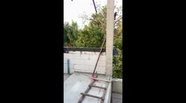 Grandmother amazes neighbours by climbing tree to collect fruit