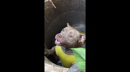 Clumsy pet pit bull needs rescuing from the bottom of well