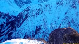 Curious snow leopard attempts to remove camera trap