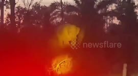 Forager dies after being attacked by wild elephant in heat