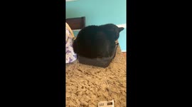 Lexi The Cat In A Lunchbox