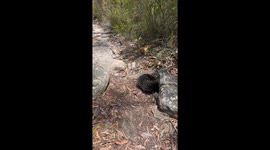 Huge Leech Pulled Off Echidna