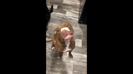 My Dogs Have Cheese Face