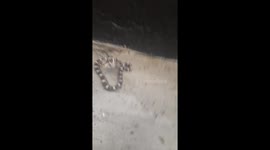 Snake Stuck on Dried Soda