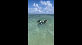 Weird Lookin' Sea Creatures.