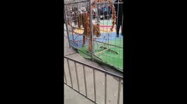 Lion attacks holidaymaker during circus show in China