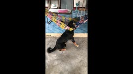 Dozy pet dog gets its head stuck in string hammock