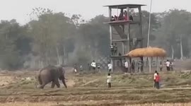 Enraged wild elephant being provoked by locals attacks watchtower