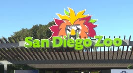 Chinese New Year celebrated at San Diego Zoo