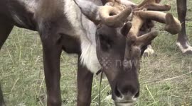 Reindeer population in Mongolia declines in 2024